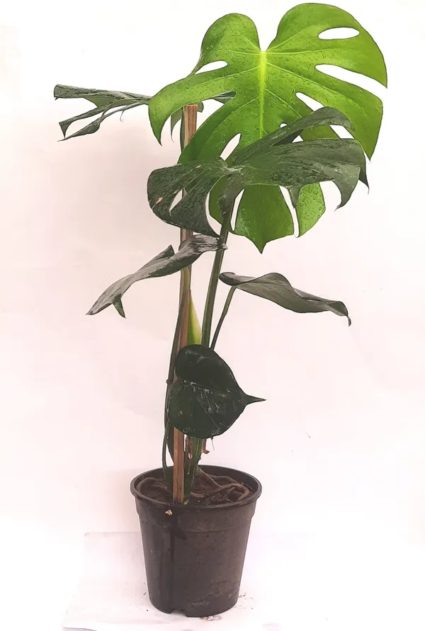 Green_Paradise_Monstera_Deliciosa_Live_Indoor_Monstera_Plant_With_Nursery_Pot_Default_Title