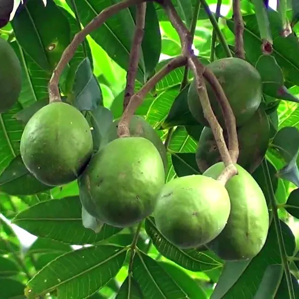 Green_Paradise_Hog_Plum_Amra_Spondias_Mombin_Fruit_Ambada_Live_Grafted_Plant_With_Polybag_Default_Title