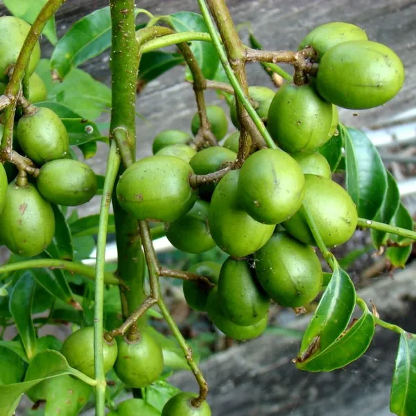 Green_Paradise_Hog_Plum_Amra_Spondias_Mombin_Fruit_Ambada_Live_Grafted_Plant_With_Polybag_Default_Title