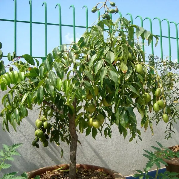 Green_Paradise_Hog_Plum_Amra_Spondias_Mombin_Fruit_Ambada_Live_Grafted_Plant_With_Polybag_Default_Title