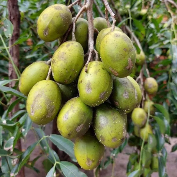 Green_Paradise_Hog_Plum_Amra_Spondias_Mombin_Fruit_Ambada_Live_Grafted_Plant_With_Polybag_Default_Title