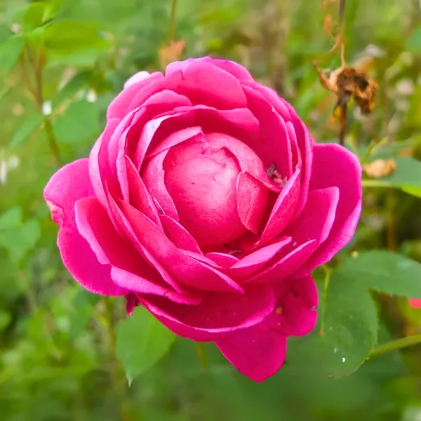 Red_Fragrant_Desi_Rose_Plant_Big_Size_Plant_1_Healthy_Big_Plant_With_Big_Poly_Bag_Default_Title