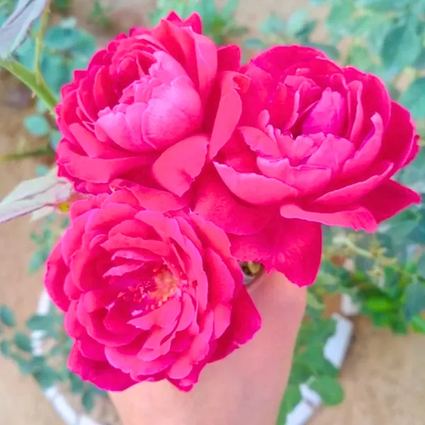 Red_Fragrant_Desi_Rose_Plant_Big_Size_Plant_1_Healthy_Big_Plant_With_Big_Poly_Bag_Default_Title