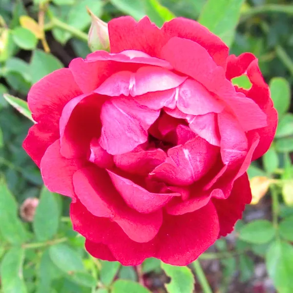 Red_Fragrant_Desi_Rose_Plant_Big_Size_Plant_1_Healthy_Big_Plant_With_Big_Poly_Bag_Default_Title