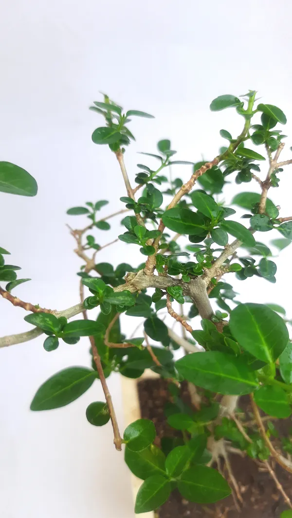 Green_Paradise_Premna_Bonsai_Suitable_Semi_Trained_Sapling_Plant_Default_Title