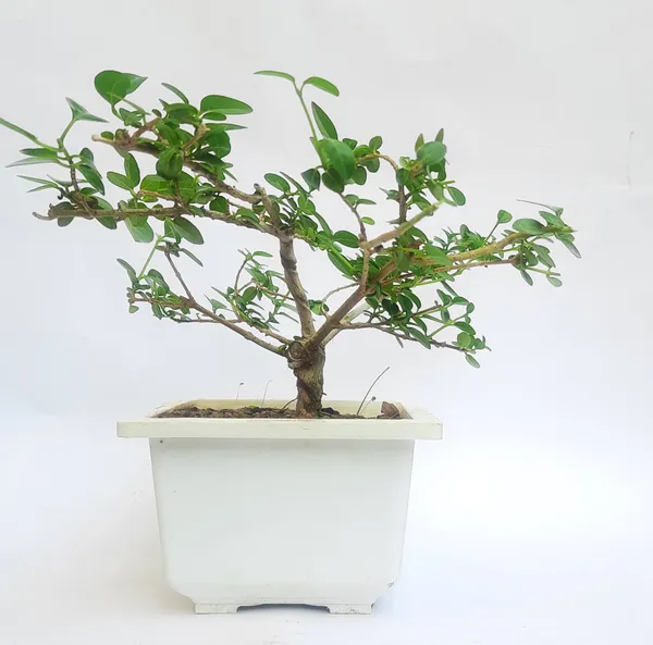 Green_Paradise_Premna_Bonsai_Suitable_Semi_Trained_Sapling_Plant_Default_Title