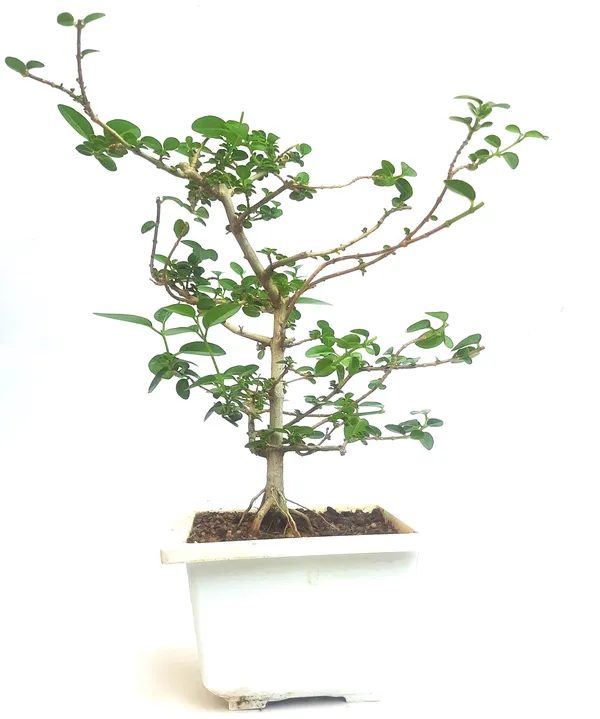 Green_Paradise_Premna_Bonsai_Suitable_Semi_Trained_Sapling_Plant_Default_Title