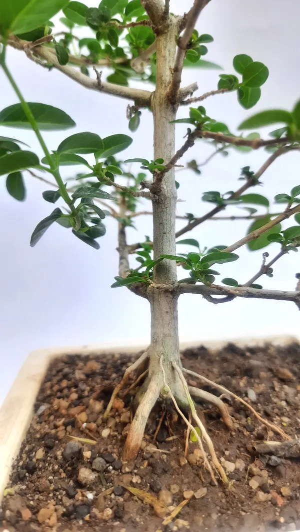 Green_Paradise_Premna_Bonsai_Suitable_Semi_Trained_Sapling_Plant_Default_Title