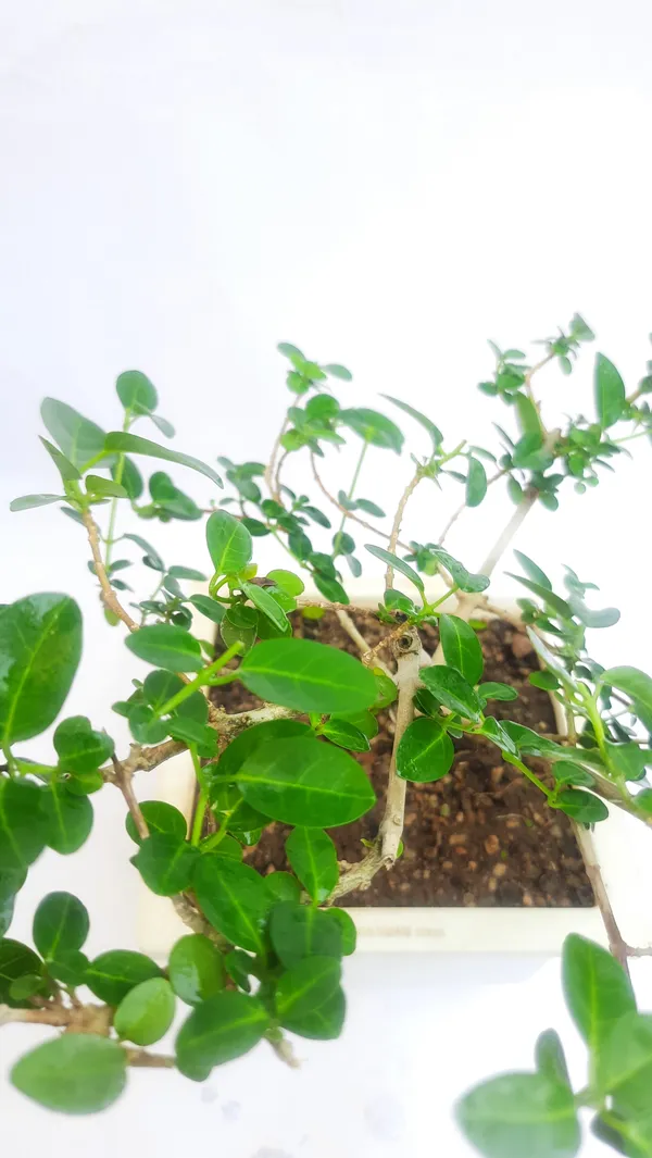 Green_Paradise_Premna_Bonsai_Suitable_Semi_Trained_Sapling_Plant_Default_Title