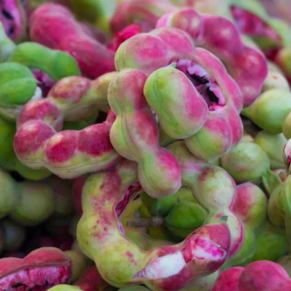 Green_Paradise_Manila_Tamarind_Camachile_Sweet_Fruit_Live_Plant_Default_Title