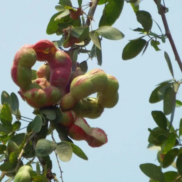 Green_Paradise_Manila_Tamarind_Camachile_Sweet_Fruit_Live_Plant_Default_Title