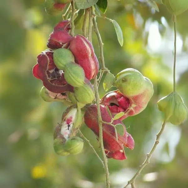 Green_Paradise_Manila_Tamarind_Camachile_Sweet_Fruit_Live_Plant_Default_Title