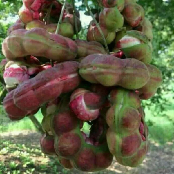 Green_Paradise_Manila_Tamarind_Camachile_Sweet_Fruit_Live_Plant_Default_Title