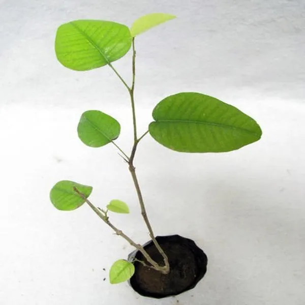 Green_Paradise_Red_Sandalwood_Plant_Default_Title