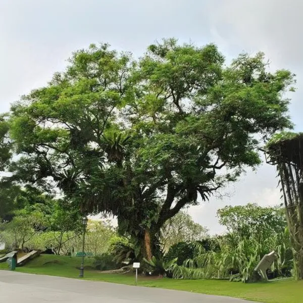 Green_Paradise_Red_Sandalwood_Plant_Default_Title