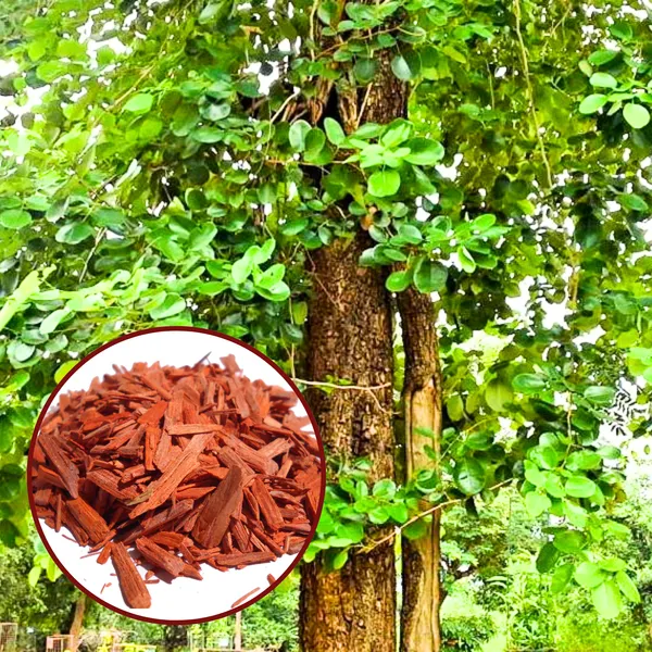Green_Paradise_Red_Sandalwood_Plant_Default_Title