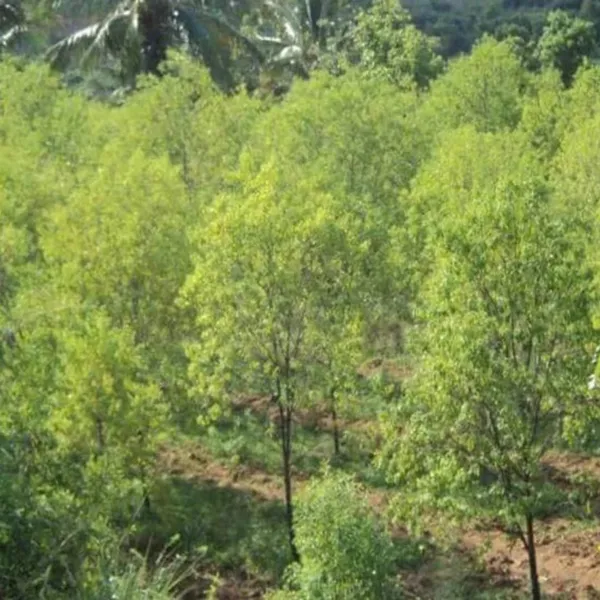 Green_Paradise_White_Sandalwood_Plant_Default_Title