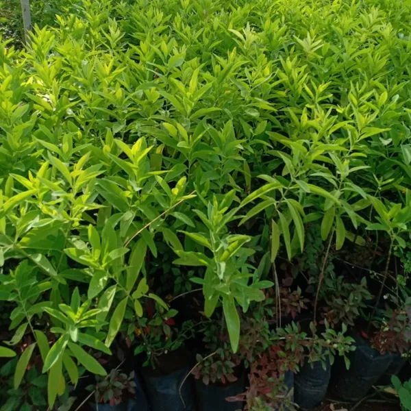 Green_Paradise_White_Sandalwood_Plant_Default_Title