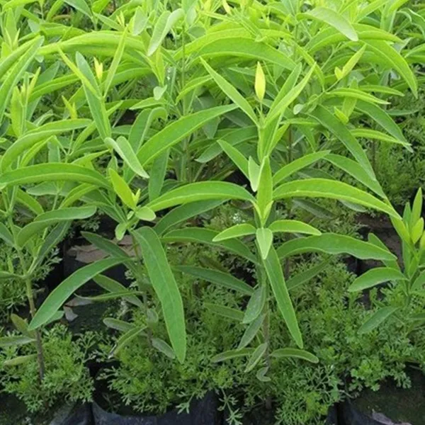 Green_Paradise_White_Sandalwood_Plant_Default_Title