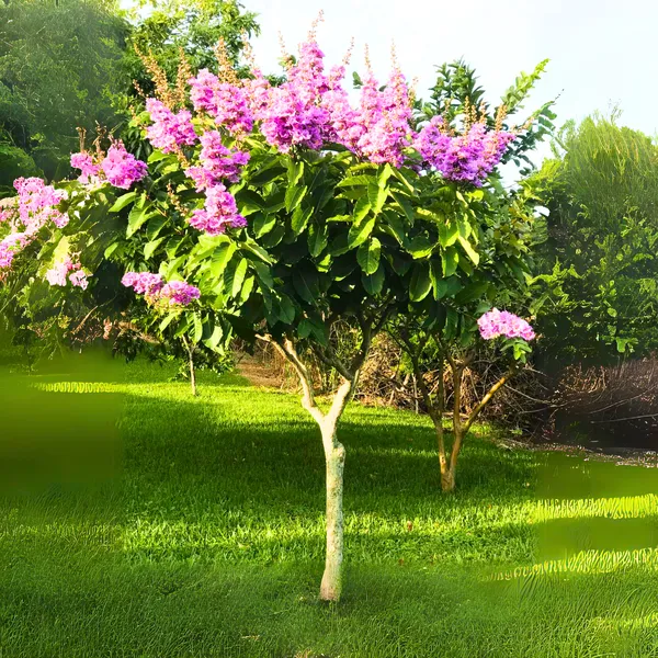 Green_Paradise_Legerstomia_Pink_Lagerstroemia_Speciosa_Queens_Crape_Myrtle_Tree_Live_Sapling_Plant_Default_Title