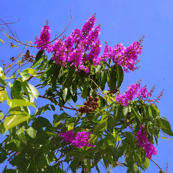 Green_Paradise_Legerstomia_Pink_Lagerstroemia_Speciosa_Queens_Crape_Myrtle_Tree_Live_Sapling_Plant_Default_Title
