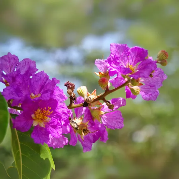 Green_Paradise_Legerstomia_Pink_Lagerstroemia_Speciosa_Queens_Crape_Myrtle_Tree_Live_Sapling_Plant_Default_Title