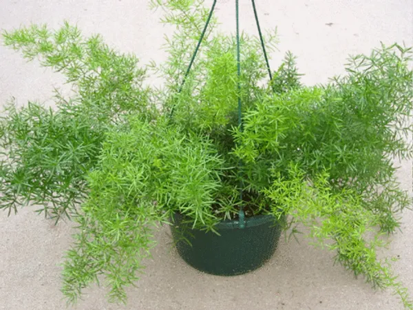 Green_Paradise_Asparagus_Sprengeri_Live_Plant_Default_Title