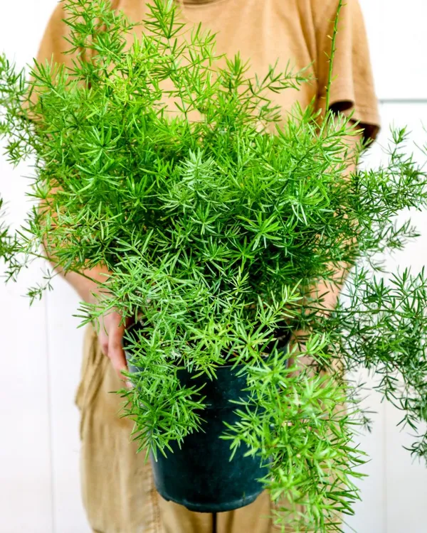 Green_Paradise_Asparagus_Sprengeri_Live_Plant_Default_Title