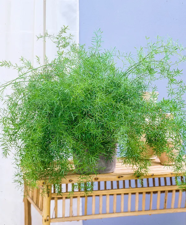 Green_Paradise_Asparagus_Sprengeri_Live_Plant_Default_Title