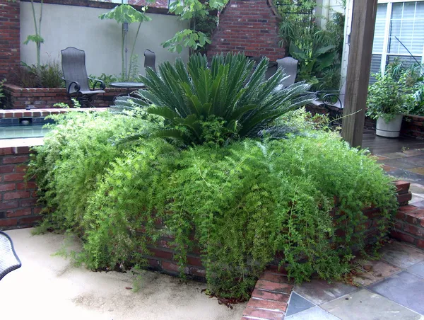 Green_Paradise_Asparagus_Sprengeri_Live_Plant_Default_Title