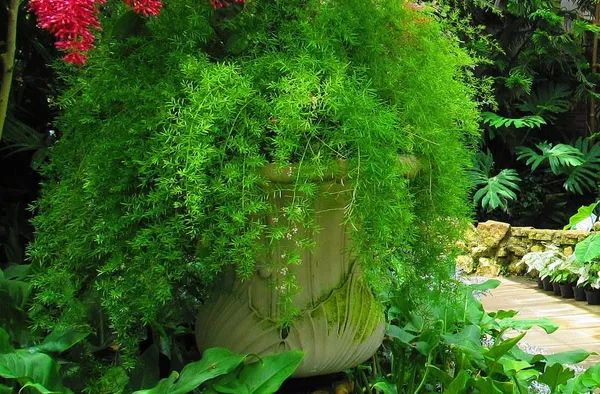 Green_Paradise_Asparagus_Sprengeri_Live_Plant_Default_Title
