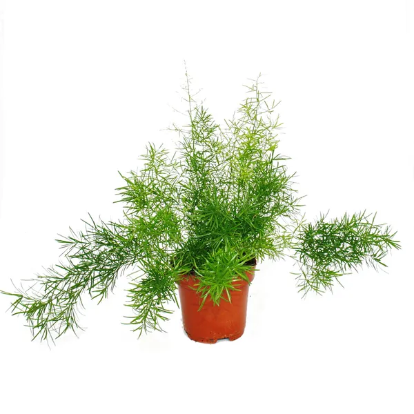 Green_Paradise_Asparagus_Sprengeri_Live_Plant_Default_Title