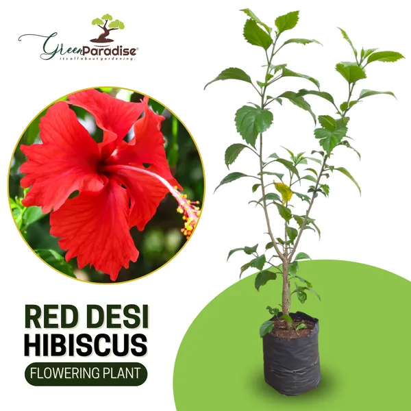 Green_Paradise_Red_Hibiscus_Desi_Traditional_Tropical_Hibiscus_Live_Plant_Default_Title