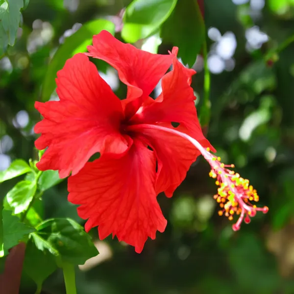 Green_Paradise_Red_Hibiscus_Desi_Traditional_Tropical_Hibiscus_Live_Plant_Default_Title