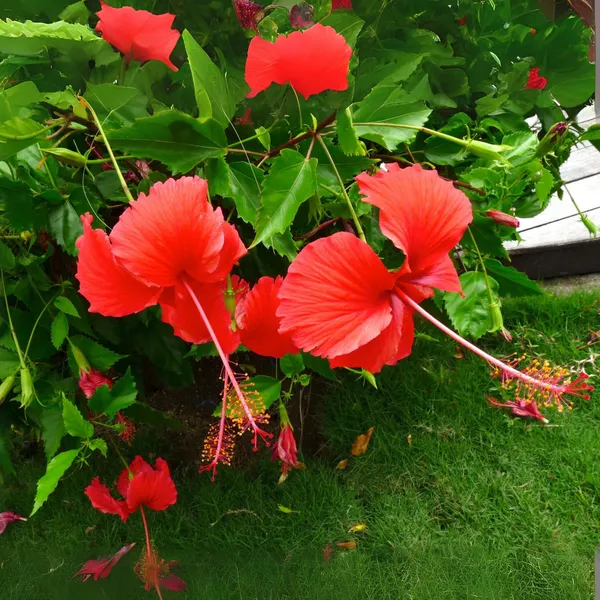 Green_Paradise_Red_Hibiscus_Desi_Traditional_Tropical_Hibiscus_Live_Plant_Default_Title