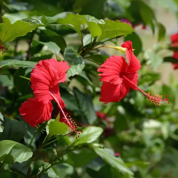 Green_Paradise_Red_Hibiscus_Desi_Traditional_Tropical_Hibiscus_Live_Plant_Default_Title