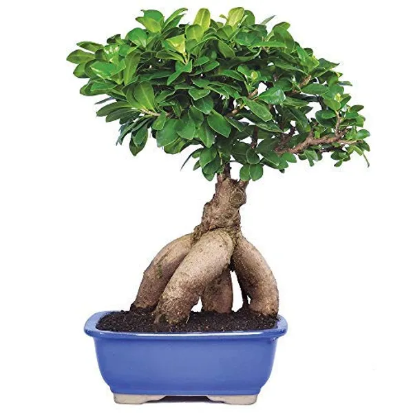 Ficus_Bonsai_Tree_Ficus_Ginseng_Grafted_Bonsai_Tree_With_Ceramic_Bonsai_Pot_Default_Title