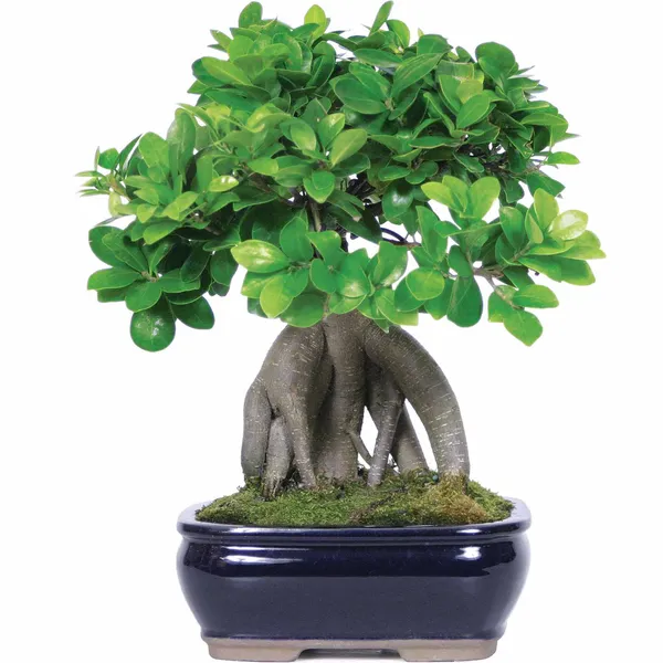 Ficus_Bonsai_Tree_Ficus_Ginseng_Grafted_Bonsai_Tree_With_Ceramic_Bonsai_Pot_Default_Title