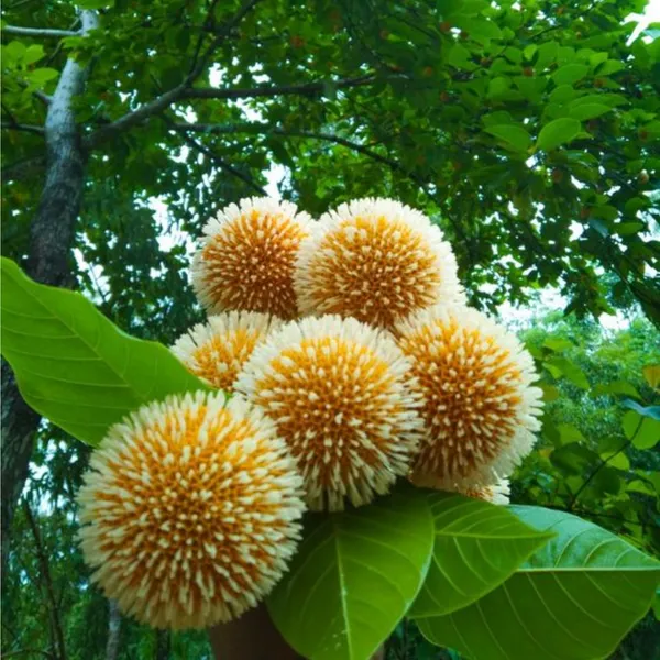 Green_Paradise_Kadamba_Tree_Krishna_Kadamb_Tree_Live_Plant_Default_Title