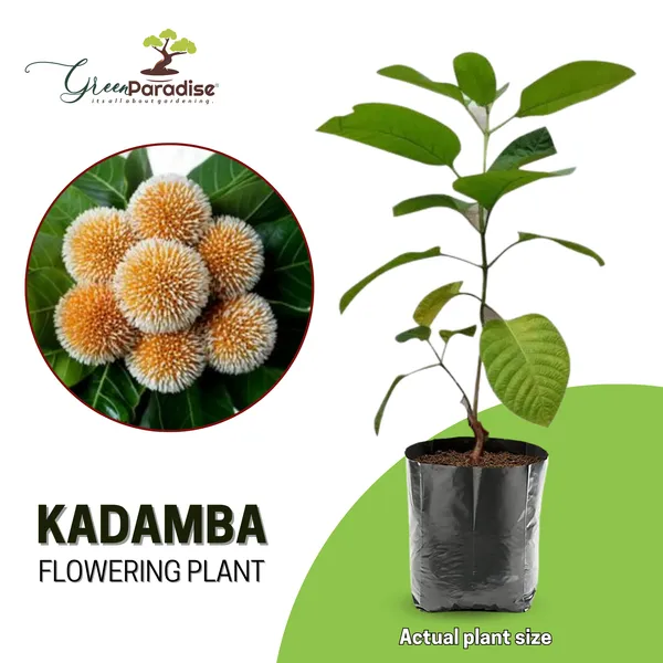 Green_Paradise_Kadamba_Tree_Krishna_Kadamb_Tree_Live_Plant_Default_Title