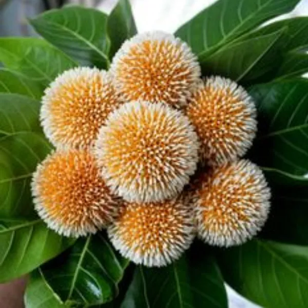 Green_Paradise_Kadamba_Tree_Krishna_Kadamb_Tree_Live_Plant_Default_Title