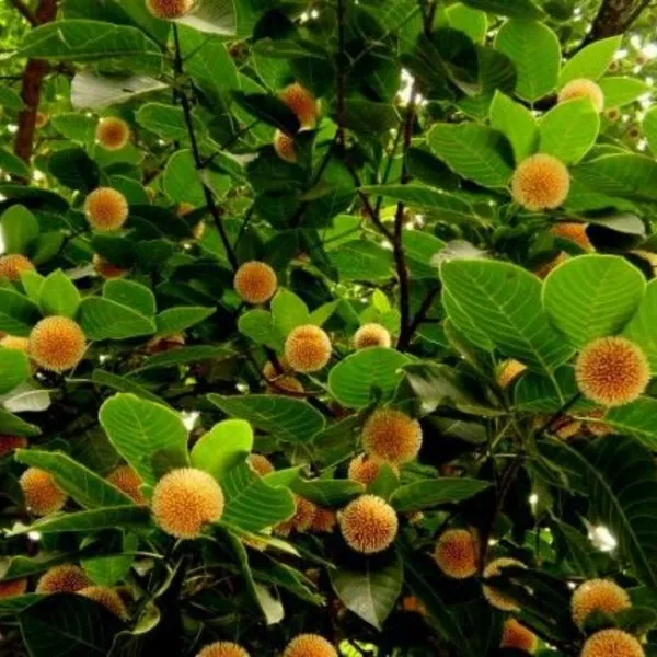 Green_Paradise_Kadamba_Tree_Krishna_Kadamb_Tree_Live_Plant_Default_Title