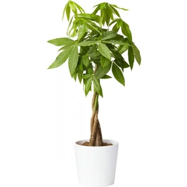 Green_Paradise_Pachira_Aquatica_Braided_Indoor_Bonsai_Money_Plant_For_Feng_Shui_Good_Fortune_Vastu_Plant_With_Glossy_Pot_Default_Title