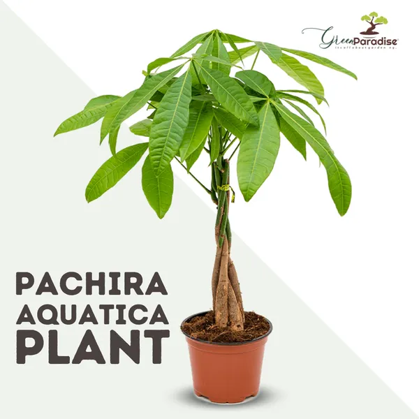 Green_Paradise_Pachira_Aquatica_Braided_Indoor_Bonsai_Money_Plant_For_Feng_Shui_Good_Fortune_Vastu_Plant_With_Glossy_Pot_Default_Title