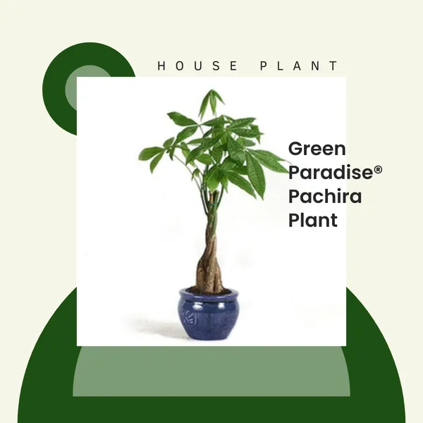 Green_Paradise_Pachira_Aquatica_Braided_Indoor_Bonsai_Money_Plant_For_Feng_Shui_Good_Fortune_Vastu_Plant_With_Glossy_Pot_Default_Title