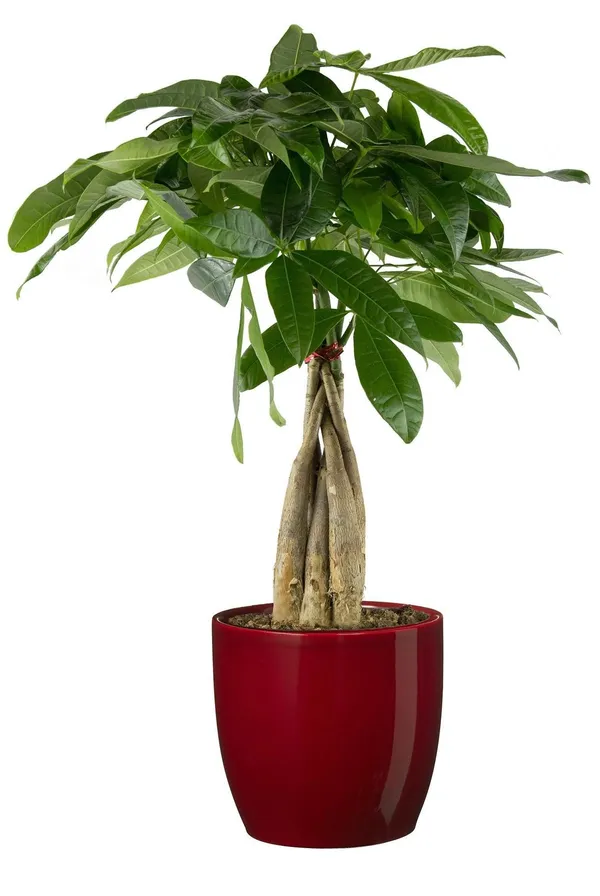 Green_Paradise_Pachira_Aquatica_Braided_Indoor_Bonsai_Money_Plant_For_Feng_Shui_Good_Fortune_Vastu_Plant_With_Glossy_Pot_Default_Title