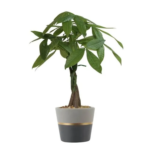 Green_Paradise_Pachira_Aquatica_Braided_Indoor_Bonsai_Money_Plant_For_Feng_Shui_Good_Fortune_Vastu_Plant_With_Glossy_Pot_Default_Title