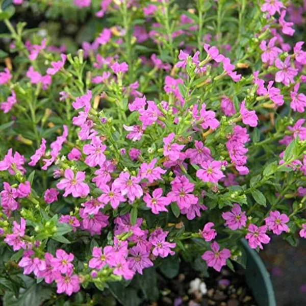 Green_Paradise_Cuphea_Hyssopifolia_Purple_Mexican_Plant_Full_Year_Flowering_Live_Plant_Default_Title