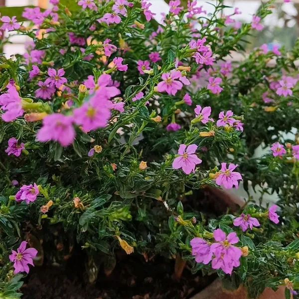Green_Paradise_Cuphea_Hyssopifolia_Purple_Mexican_Plant_Full_Year_Flowering_Live_Plant_Default_Title