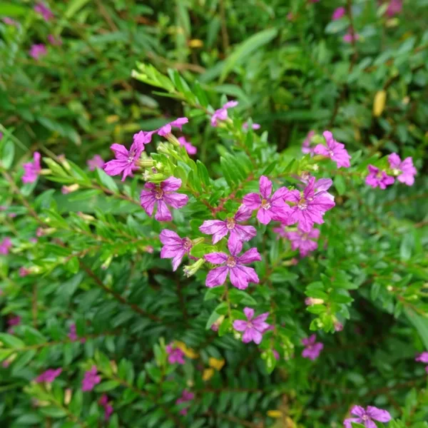 Green_Paradise_Cuphea_Hyssopifolia_Purple_Mexican_Plant_Full_Year_Flowering_Live_Plant_Default_Title